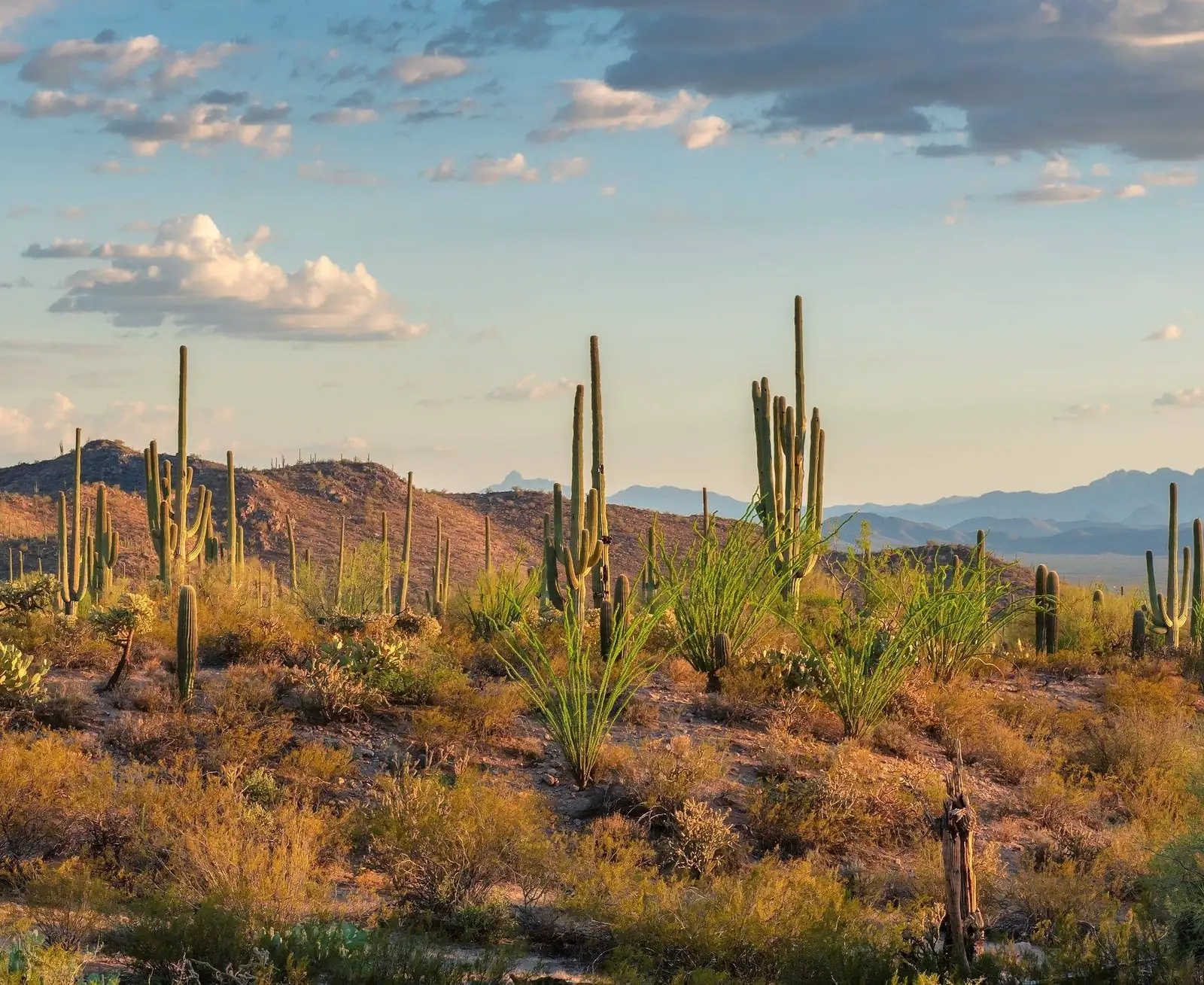 Desierto de Arizona